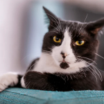 Kedilerde fip nedir ? kedi-fip