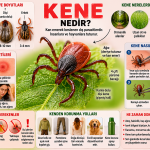 kene-isirmasi